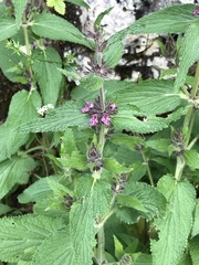 Stachys alpina