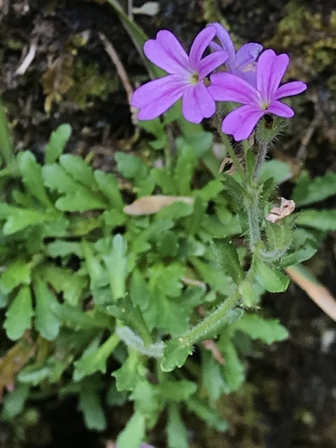 Fairy Foxglove