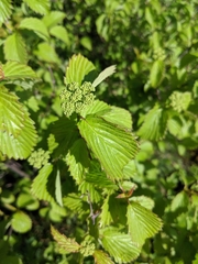 Viburnum rafinesqueanum
