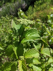 Viburnum rafinesqueanum