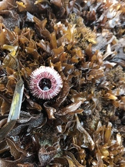 Mesocentrotus franciscanus