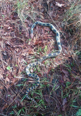 Pituophis deppei deppei