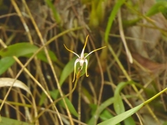 Dendrobium elongaticolle