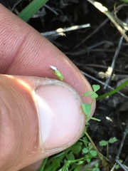 Trifolium variegatum geminiflorum
