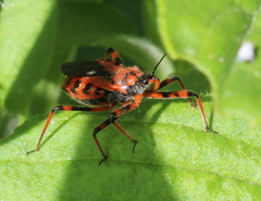 Rhynocoris iracundus