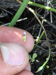 Trifolium variegatum geminiflorum