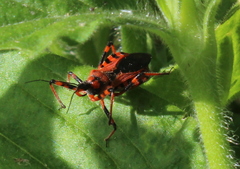 Rhynocoris iracundus