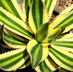 Agave