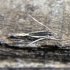 Eralea albalineella