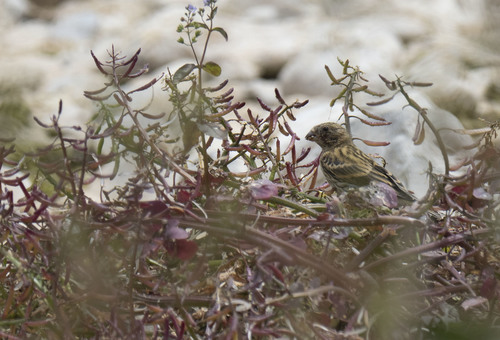 Serin cini, jeune