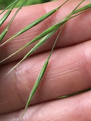 Bromus benekenii