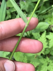 Bromus benekenii