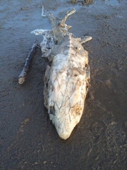 Acipenser medirostris