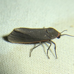 Virbia laeta