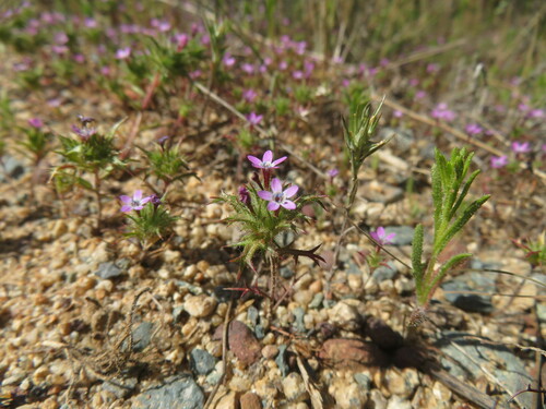 Image of Navarretia hamata by no rights reserved