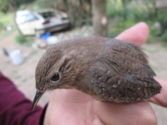 Troglodytes aedon brunneicollis