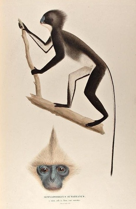 Black Sumatran Langur