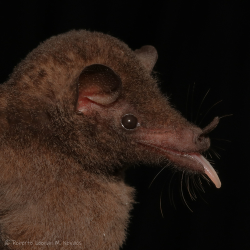 Pale Brown Long-tongued Bat (Lichonycteris degener) — Least Concern Mammalia