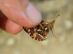Boloria freija