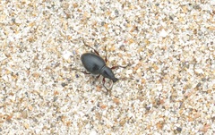 Otiorhynchus atroapterus