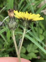 Pilosella lactucella
