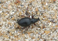 Otiorhynchus atroapterus