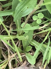Pilosella lactucella