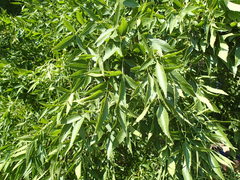 Fraxinus ornus
