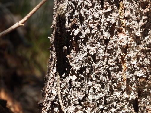 iNaturalist observation photo of Western Fence Lizard