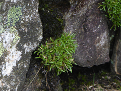 Mononeuria groenlandica