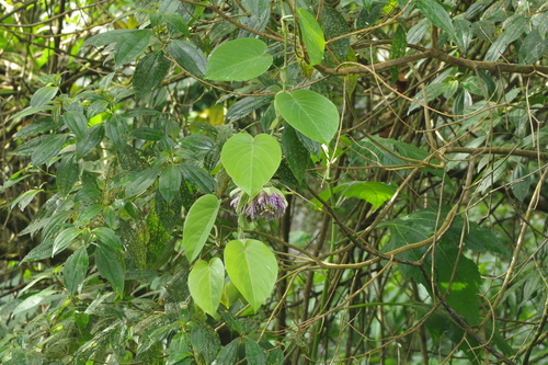 Image of Passiflora ligularis by (c) Eric Knight, some rights reserved (CC BY)