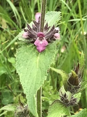 Stachys alpina