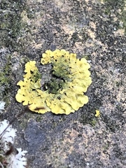 Xanthoria parietina