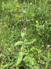 Stachys alpina