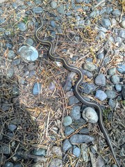 Thamnophis ordinoides