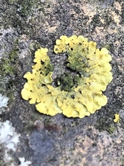Xanthoria parietina