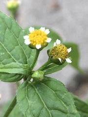 Galinsoga parviflora