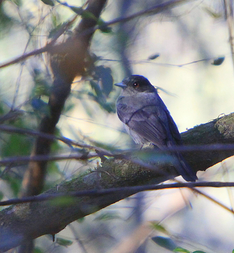 Jelski's Black-Tyrant (Knipolegus signatus) photo