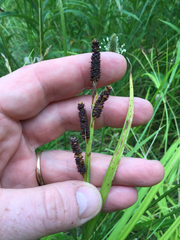 Carex shortiana