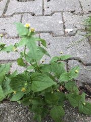 Galinsoga parviflora