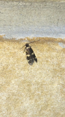 Oegoconia novimundi
