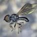 Pipunculidae - Photo (c) Paul Bowyer,  זכויות יוצרים חלקיות (CC BY-NC), הועלה על ידי Paul Bowyer