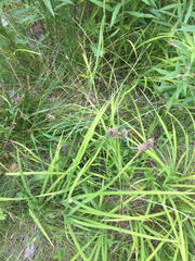 Carex shortiana