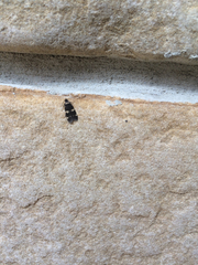 Oegoconia novimundi
