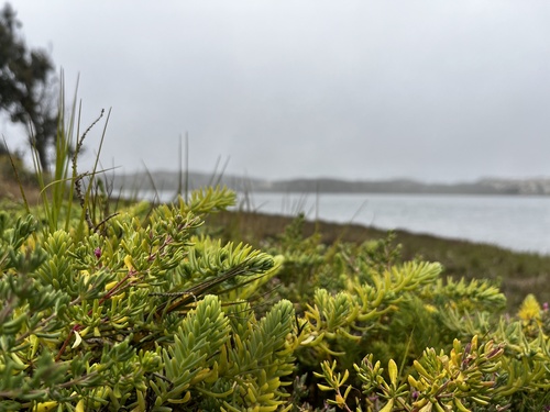 Image of Suaeda californica by (c) Mike Heine, some rights reserved (CC BY)
