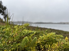 Suaeda californica, photograph (c) Mike Heine, some rights reserved (CC BY)