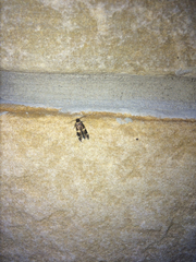 Oegoconia novimundi