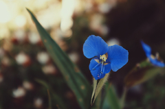 Commelina tuberosa