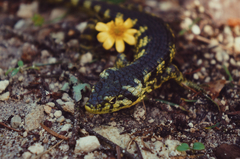 Abronia taeniata
