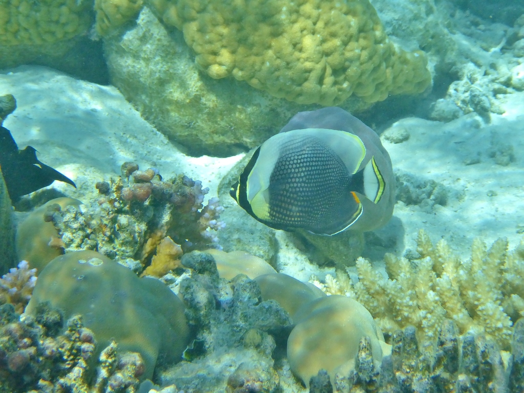 Black Butterflyfish